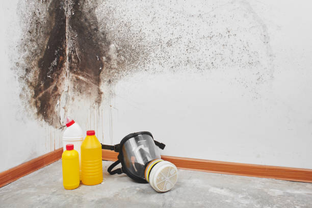 Best Kitchen Mold Remediation in Hamilton College, NY