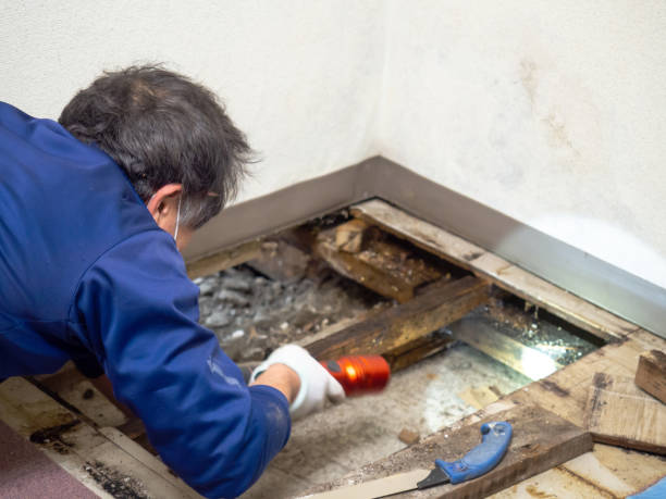 Best Insurance-Related Mold Remediation in Hamilton College, NY