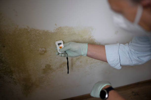 Best Mold Remediation for Specific Building Types in Hamilton College, NY