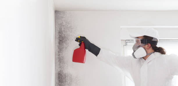 Best Crawl Space Mold Remediation in Hamilton College, NY