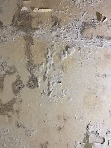 Best Mold Remediation for Schools in Hamilton College, NY