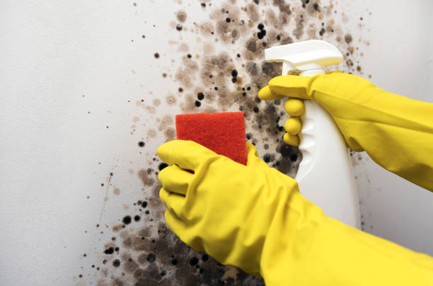 Best Basement Mold Remediation in Hamilton College, NY