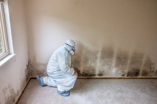 Professional Mold Remediation in Hamilton College, NY