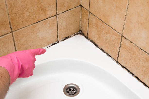 Best Commercial Mold Remediation in Hamilton College, NY